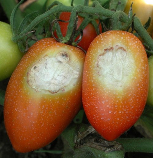 Fruits de tomates avec des lésions affaissés