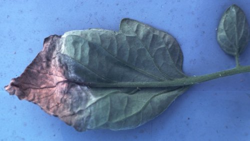 Brown leaf tip accompanied by a white mouldy growth