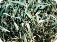 Amitrole injury on barley