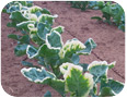 Clomazone injury on Brassica