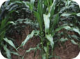 Glufosinate injury on Sweet Corn