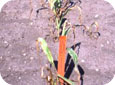 Glufosinate Ammonium injury on Sweet Corn