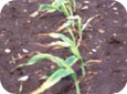 Glufosinate Ammonium injury on Sweet Corn