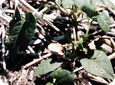 Metribuzin injury on wild buckwheat