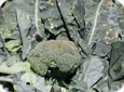 Paraquat injury on broccoli
