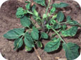 S-metolachlor injury on Tomatoes
