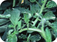 S-metolachlor injury on Tomatoes