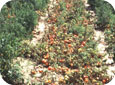 Thifensulfuron-methyl injury on Tomatoes