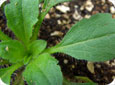 Young Canada fleabane leaf