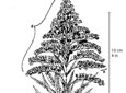 Canada goldenrod A. Underground rhizome having produced 2 aboveground shoot. B. Top of flowering stem