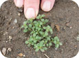 Common chickweed young plant