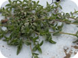 Mouse-eared chickweed on plastic