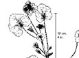 Common mallow. A. Seedling. B. Base of flowering stem. D. Fruit (ring of seeds)
