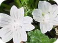 Common mallow flowers