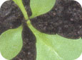 Dandelion seedling