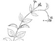 Dog-strangling vine. A. Base of plant with flowering branch. B. Twining branches with 2 open seedpods. 