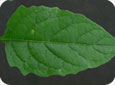 Eastern black nighshade leaf
