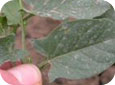 Field bindweed leaf