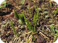 Field horsetail, vegetative stage