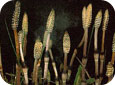 Field horsetail, fruiting stage  