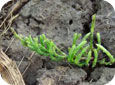 Field horsetail emerging from wet soil