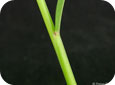 Green foxtail leaf sheath