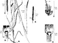 Sétaire verte. A. Plant dont le chaume est replié deux fois B. Base du limbe C. Épi; Sétaire verticillée D. Base du limbe E. Épi F. Grappe de 3 épillets sur laquelle on voit 6 soies aux barbes pointées vers le bas
