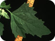 Lamb's-quarters leaf
