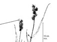Long-spined sandbur. A. Plant. B. Leaf-base. C. Bur enclosing spikelet.