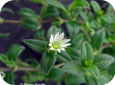 Mouse-eared chickweed flower