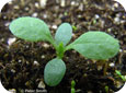 Mouse-eared chickweed seedling