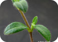 Mouse-eared chickweed stem