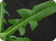 Perennial sow-thistle leaf