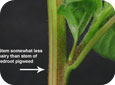Green pigweed stem