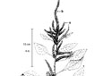 Green pigweed. A. Base of plant. B. Top of flowering plant