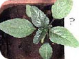 Green pigweed seedling