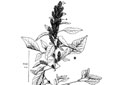  Redroot pigweed. A. Base of plant. B. Top of flowering plant