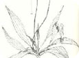 Narrow-leaved plantain