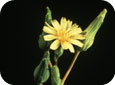 Fleur de la laitue scariole