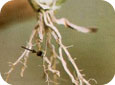Proso millet roots with mother seed