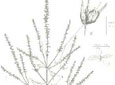 Grande herbe à poux. B. Sommité florifère. C. Portion inférieure d'un rameau florifère à 3 capitules sessiles portant chacun 1 fleur femelle