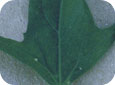 Morphologie de la feuilles de l’arroche étalée