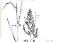 Échinochloa pied-de-coq A. Plante B. Base du limbe C. Panicule