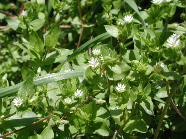 weeds. Common Chickweed