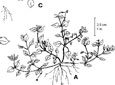 Chickweed. A. Plant. B. Section of stem with a single flower between the pair of branches and showing narrow lengthwise lines of hair on alternate sides of the stem. C. Seedling, top view. D. Seedling, side view. E. Young plant.