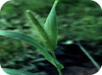 Green foxtail 