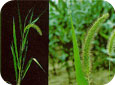 Giant foxtail (A - upper part of plant; B - comparison of giant foxtail head, left, with green foxtail head, right)