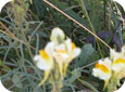 Toadflax flowers