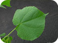 Velvetleaf leaf