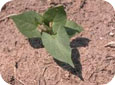 Young wild buckwheat plant